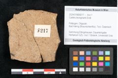 Foto (Objekt + Etikett) von Callitris brongniartii Endl. (NHMW-GEO-2024-0188-8217)